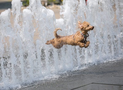 Pies chłodzi się skacząc przez fontannę